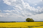 Landschaft mit Rapsfeld