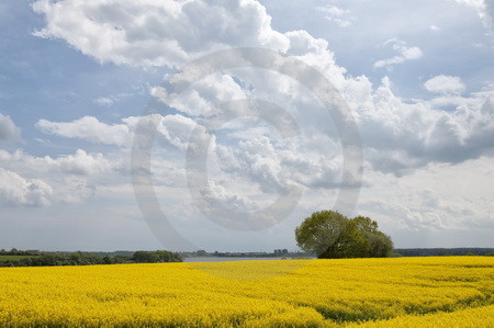 Landschaft mit Rapsfeld