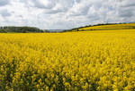 Landschaft mit Rapsfeld