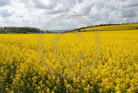 Landschaft mit Rapsfeld