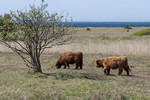 Naturschutzgebiet Geltinger Birk