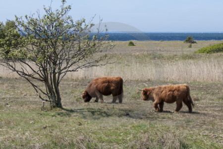 Naturschutzgebiet Geltinger Birk