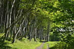 Buchen-Wald in Glücksburg