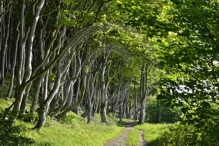 Buchen-Wald in Glücksburg