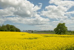 Landschaft an der Schlei