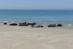 Kegelrobben am Strand