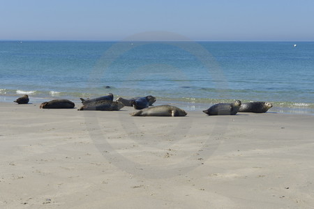 Kegelrobben am Strand