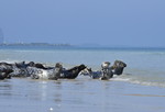 Kegelrobben am Strand