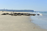 Kegelrobben am Strand