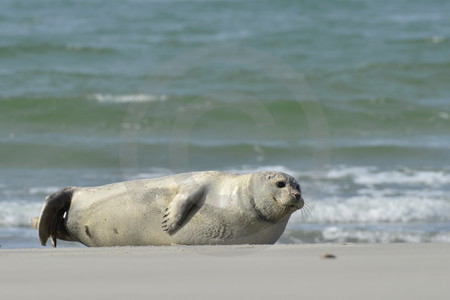 Kegelrobbe am Strand