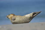 Kegelrobbe am Strand