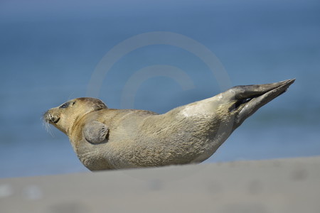 Kegelrobbe am Strand