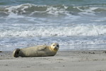 Kegelrobbe am Strand