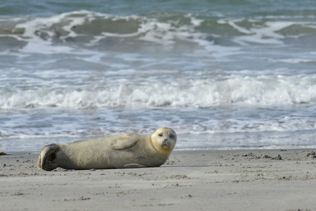 Kegelrobbe am Strand