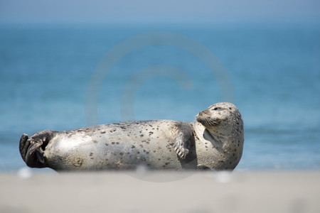 Kegelrobbe am Strand