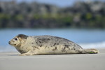 Kegelrobbe am Strand