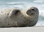 Kegelrobbe am Strand