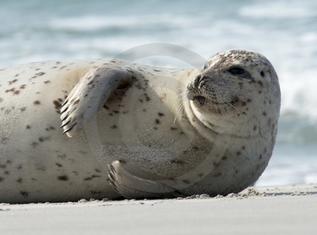 Kegelrobbe am Strand