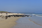 Kegelrobben am Strand