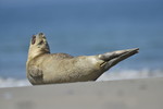 Kegelrobbe am Strand