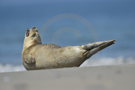 Kegelrobbe am Strand