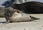 Kegelrobben am Strand