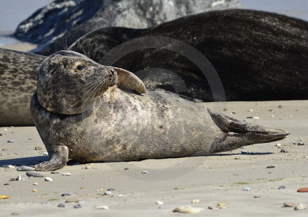 Kegelrobben am Strand