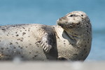 Kegelrobbe am Strand