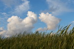 Wolken und Strandhafer