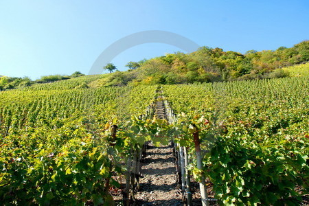 Weinberg im Ahrtal