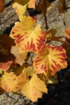 Herbstliches Weinlaub