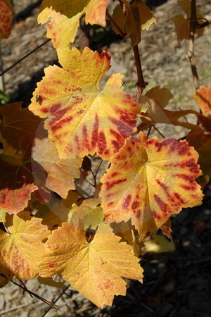 Herbstliches Weinlaub