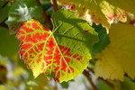 Herbstliches Weinlaub