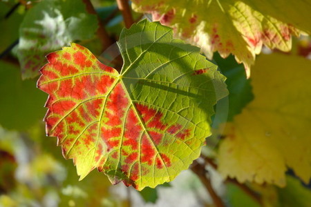 Herbstliches Weinlaub