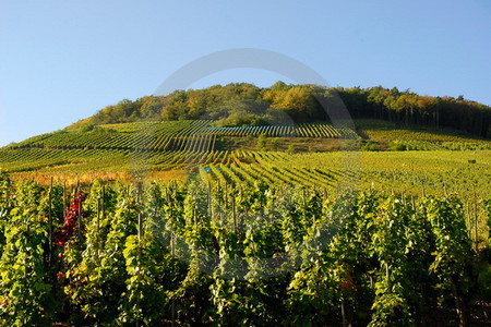 Weinberge bei Mayschoss