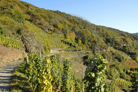 Rotweinwanderweg im Ahrtal