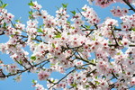 Mandelblüte an der Deutschen Weinstrasse