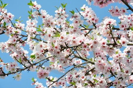 Mandelblüte an der Deutschen Weinstrasse