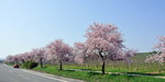 Mandelblüte in Bockenheim an der Weinstrasse