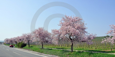 Mandelblüte in Bockenheim an der Weinstrasse