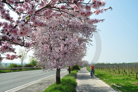 Mandelblüte in Bockenheim an der Weinstrasse