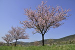 Mandelblüte an der Deutschen Weinstrasse