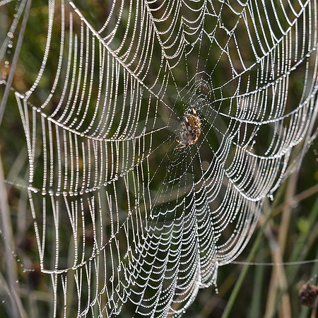 Spinnennetz
