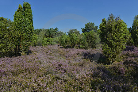 Wachendorfer Wacholderheide