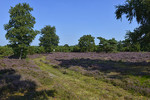 Wachendorfer Wacholderheide