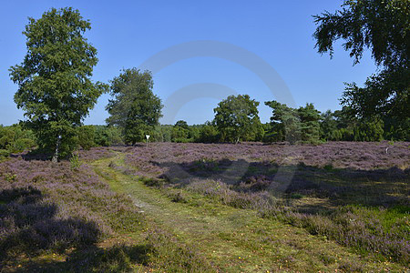 Wachendorfer Wacholderheide