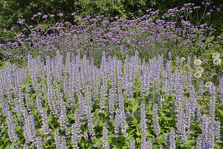 Sommerliches Blumenbeet