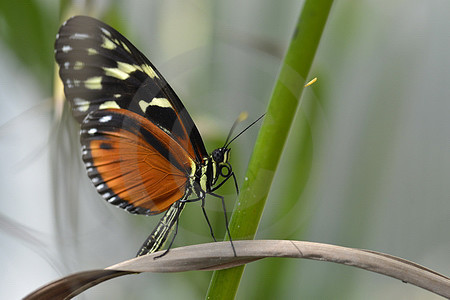 Tiger-Passionsblumenfalter