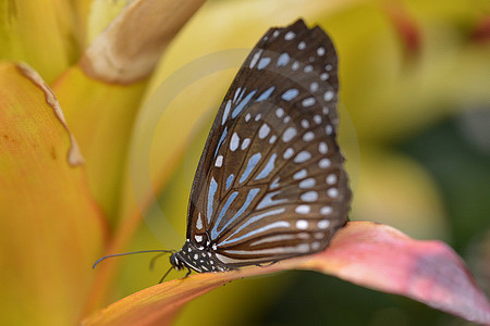 Dark Blue Tiger Butterfly